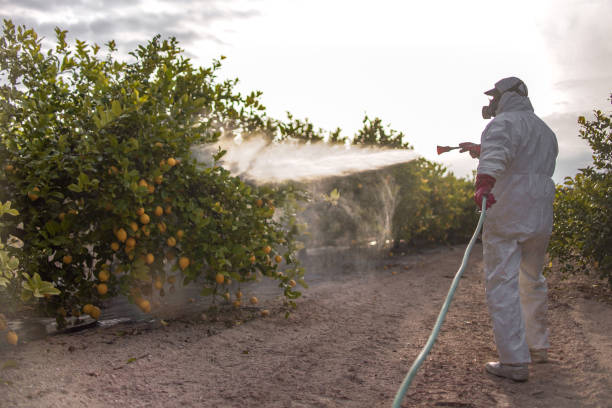 Best Flea Control Services  in Ponderosa Pine, NM